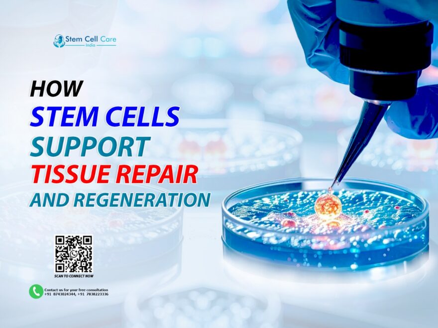 Stem Cells